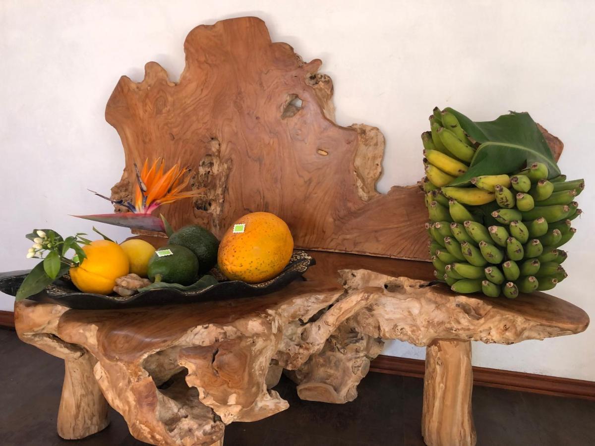 Afrikan Krisant Tenerife, Ecologica Villa Arafo