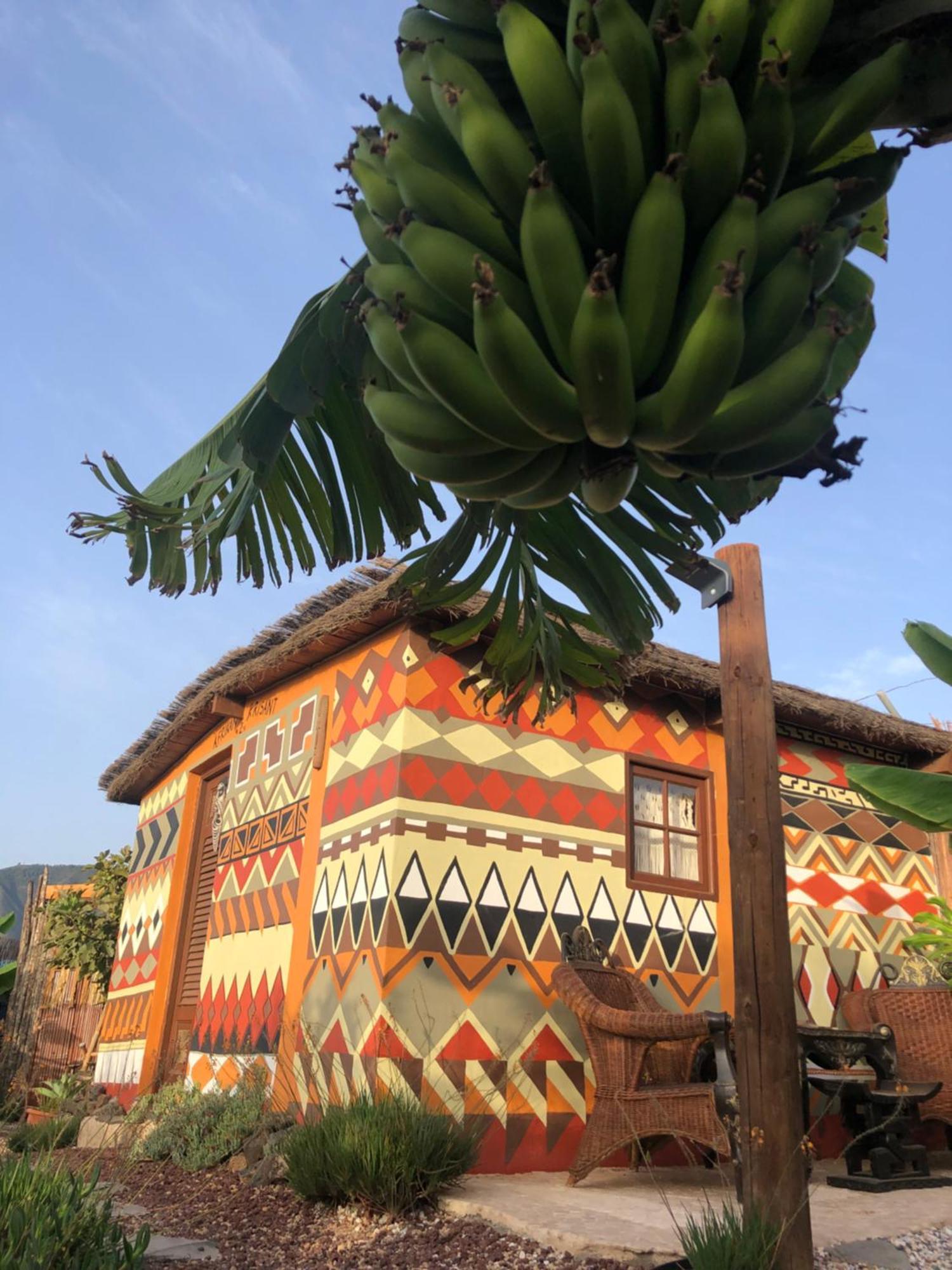 Afrikan Krisant Tenerife, Ecologica