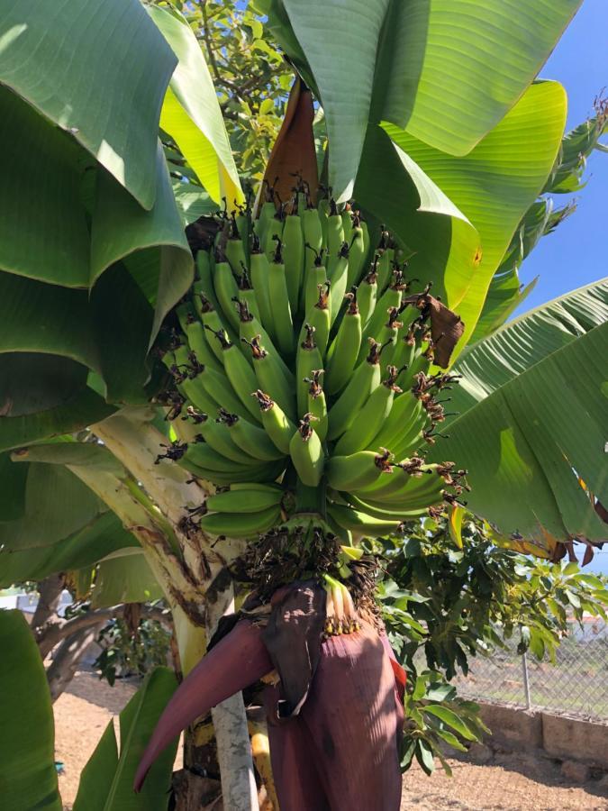 Afrikan Krisant Tenerife, Ecologica Arafo