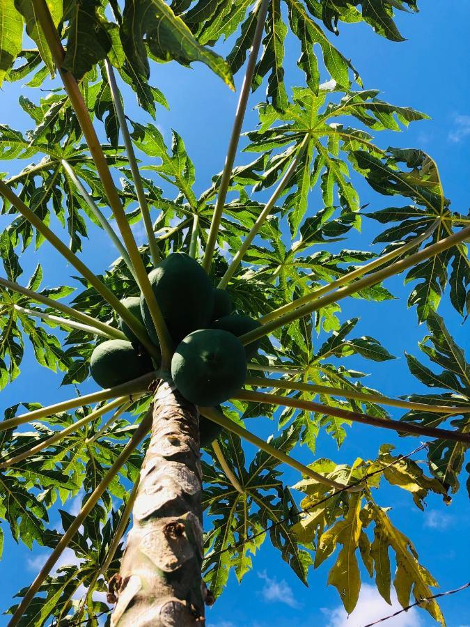 Afrikan Krisant Tenerife, Ecologica * Arafo